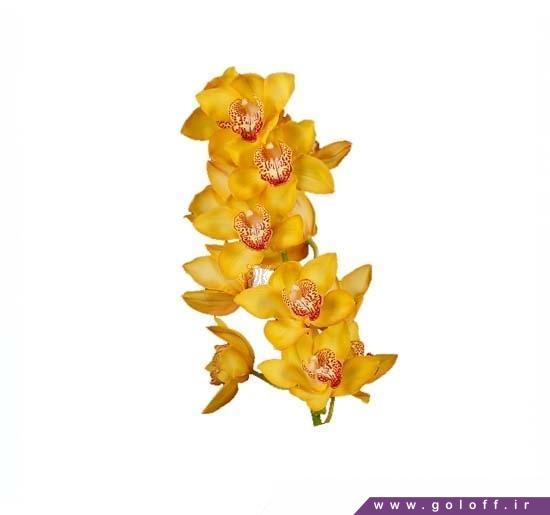 خرید گل ارکیده سیمبیدیوم استر - Cymbidium Orchid | گل آف